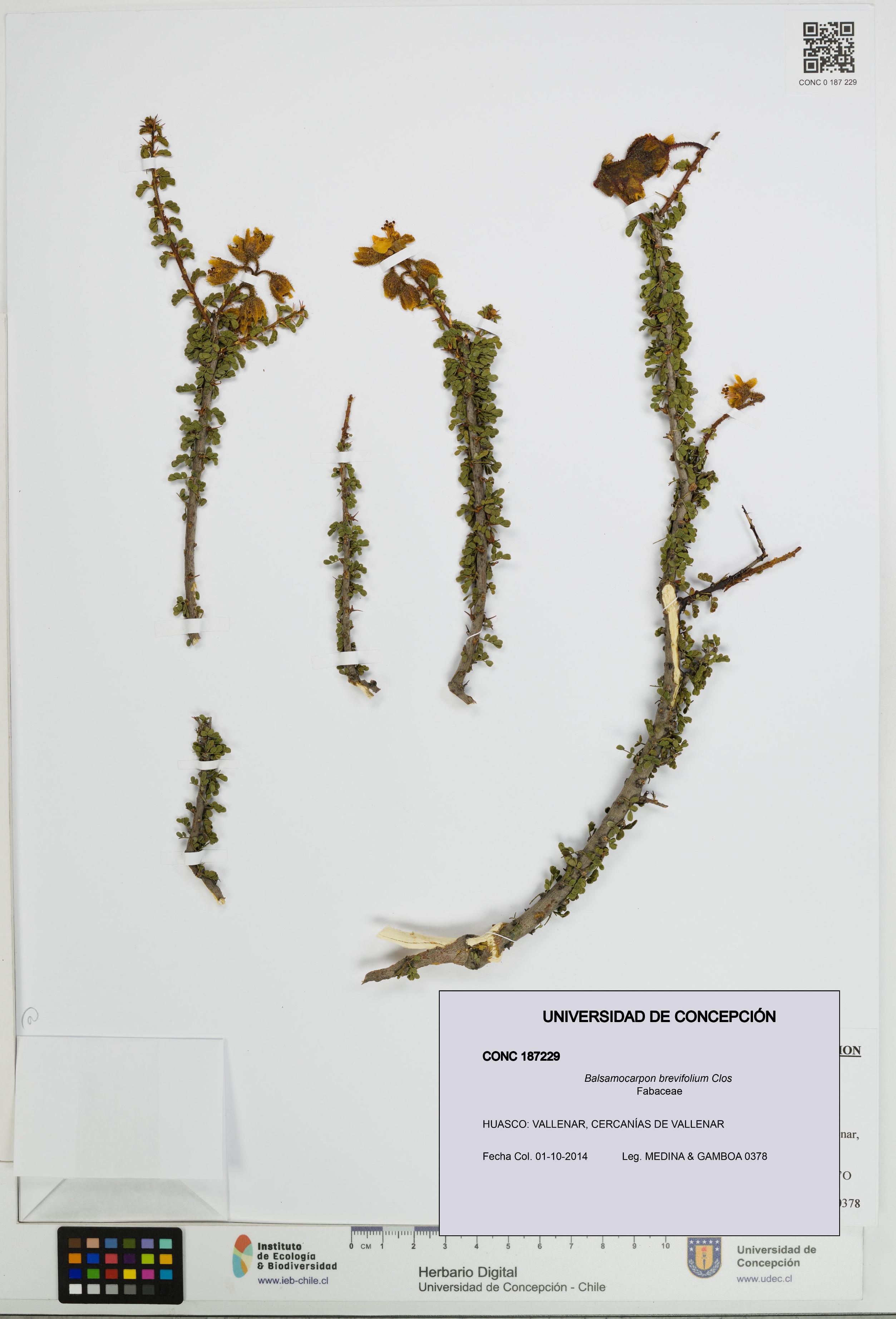 Balsamocarpon brevifolium [Espécimen: UDEC:CONC:0187229]
