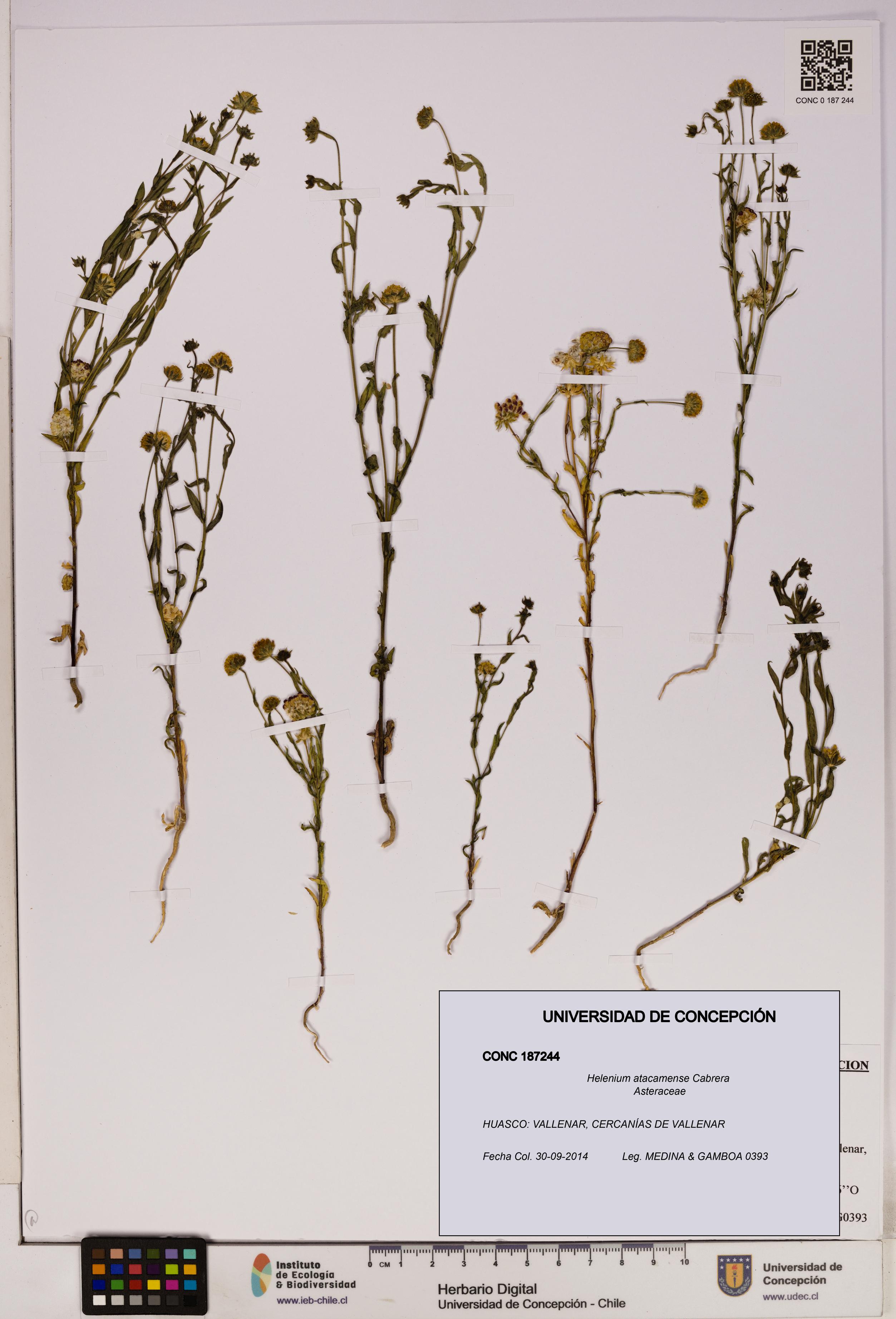 Helenium atacamense [Espécimen: UDEC:CONC:0187244]