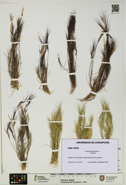Aristida adscensionis [Espécimen: UDEC:CONC:0187245]