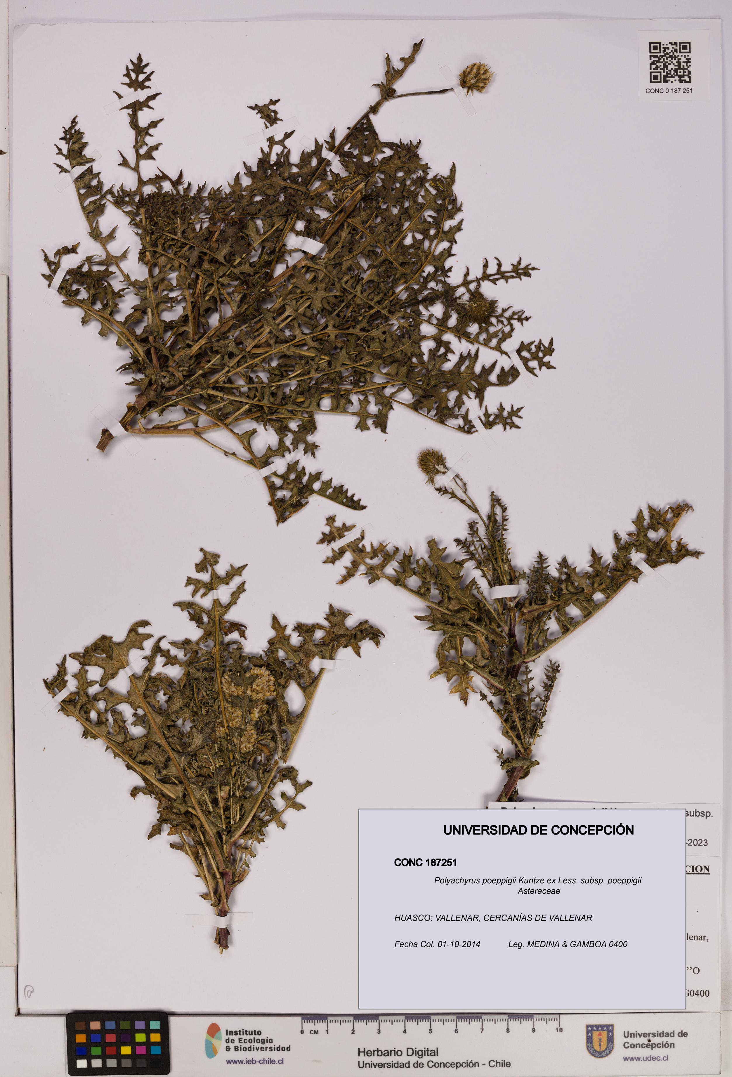 Polyachyrus poeppigii [Espécimen: UDEC:CONC:0187251]
