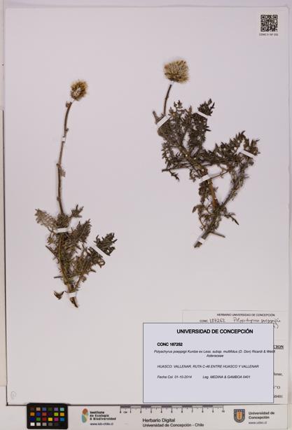 Polyachyrus poeppigii [Espécimen: UDEC:CONC:0187252]