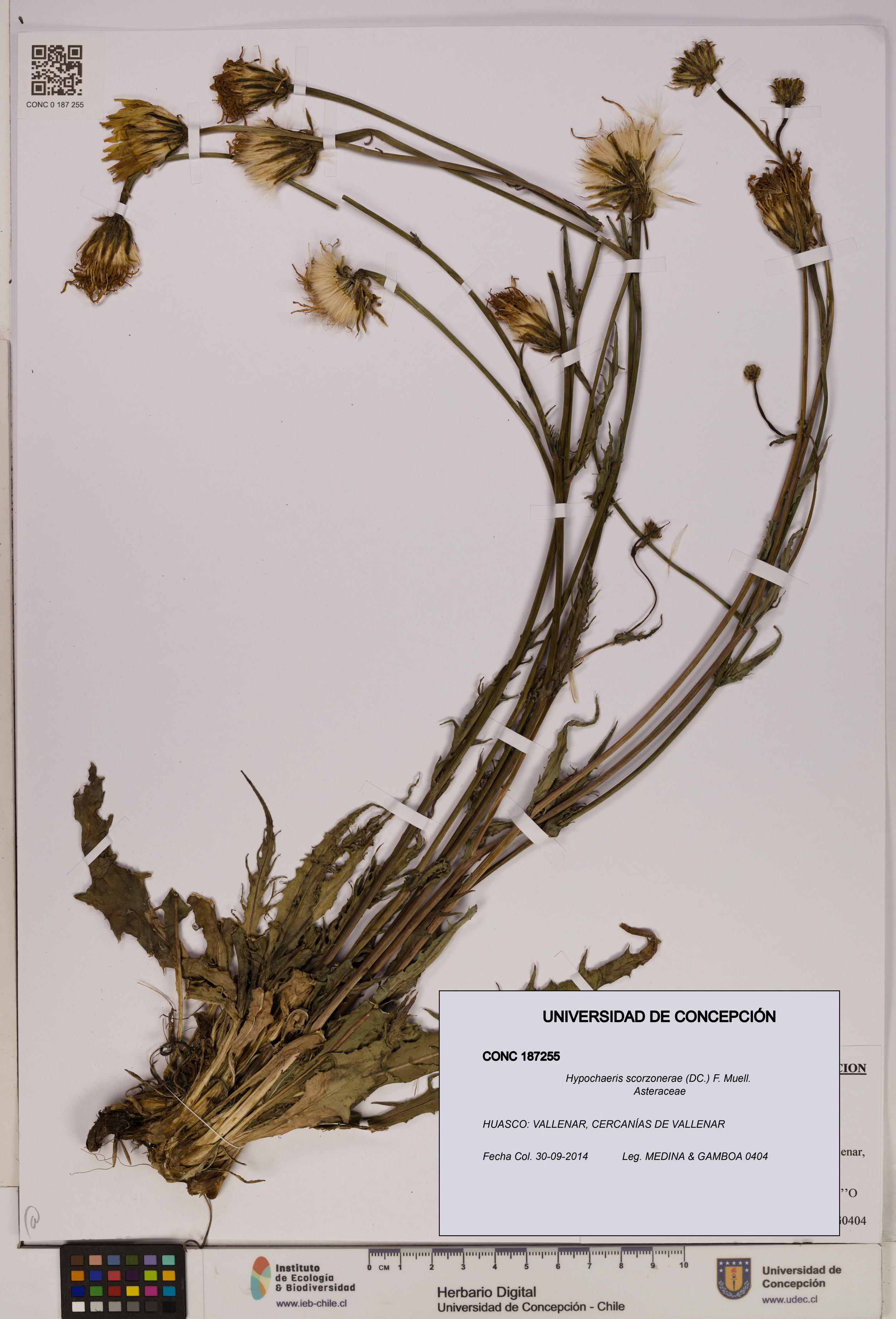 Hypochaeris scorzonerae [Espécimen: UDEC:CONC:0187255]