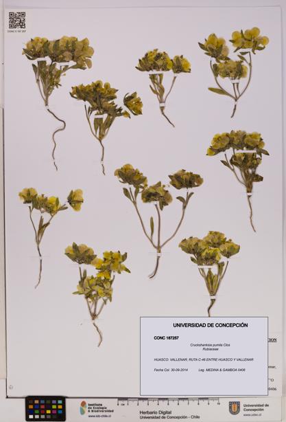 Cruckshanksia pumila [Espécimen: UDEC:CONC:0187257]