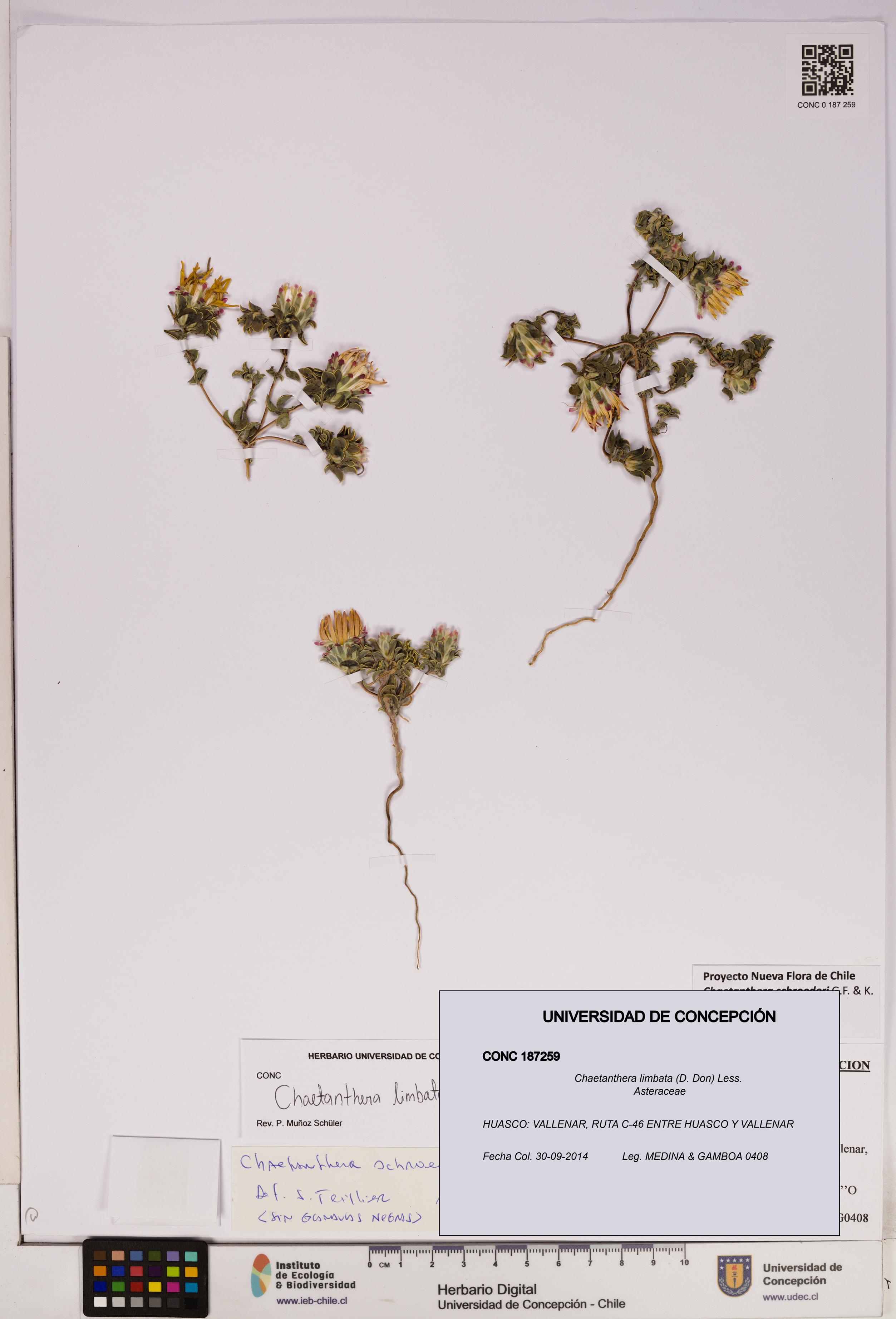 Chaetanthera limbata [Espécimen: UDEC:CONC:0187259]