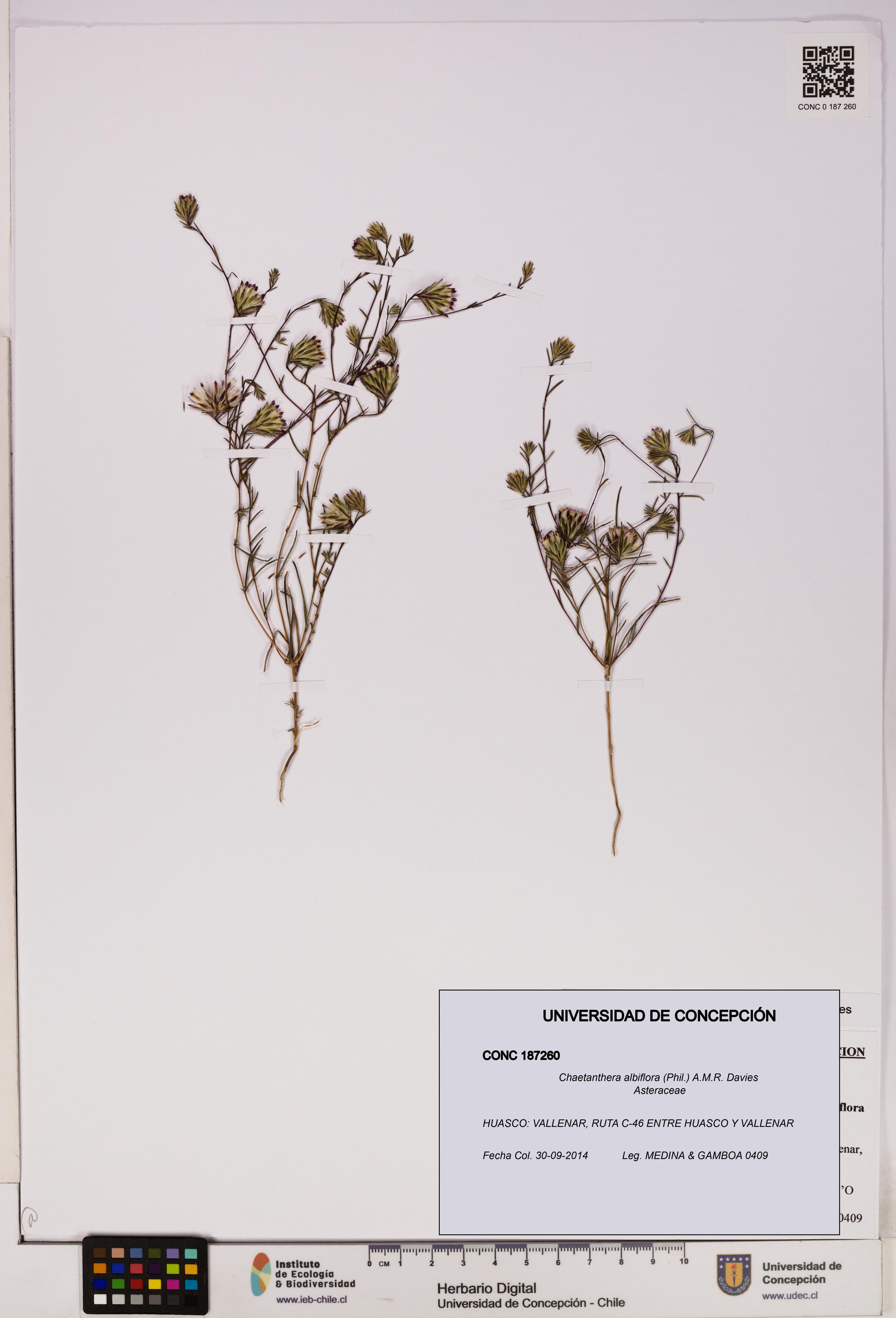 Chaetanthera albiflora [Espécimen: UDEC:CONC:0187260]