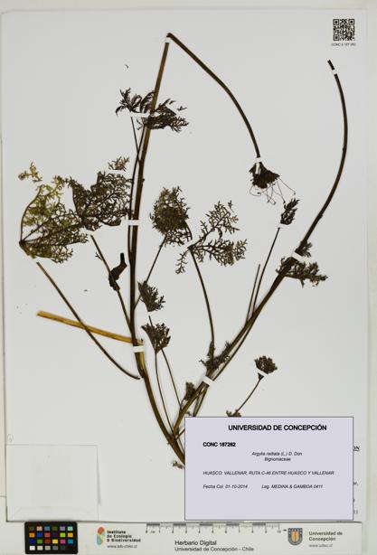 Argylia radiata [Espécimen: UDEC:CONC:0187262]