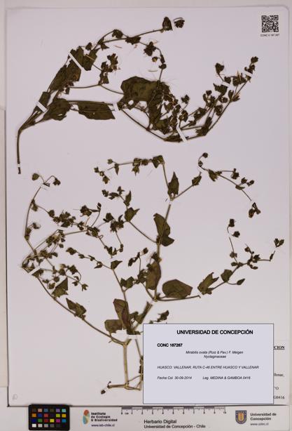 Mirabilis ovata [Espécimen: UDEC:CONC:0187267]