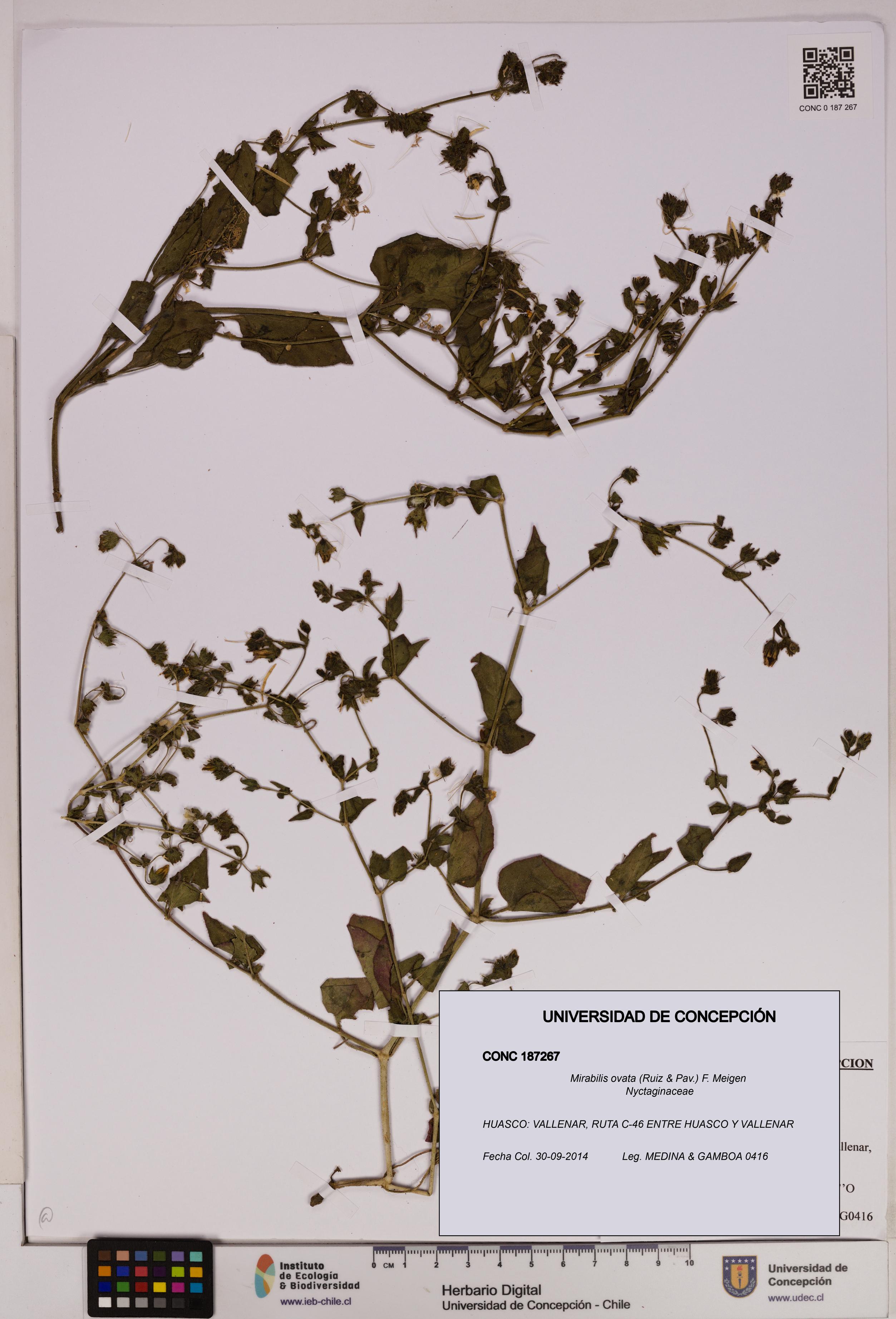 Mirabilis ovata [Espécimen: UDEC:CONC:0187267]