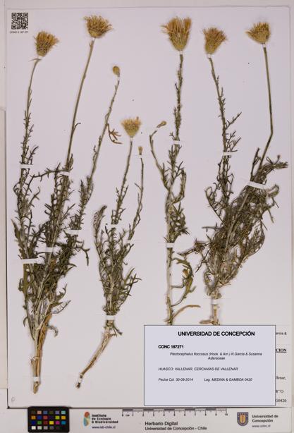 Plectocephalus floccosus [Espécimen: UDEC:CONC:0187271]