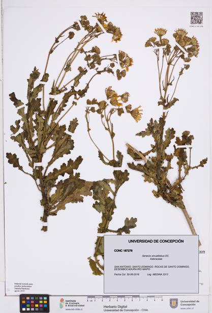 Senecio sinuatilobus [Espécimen: ]