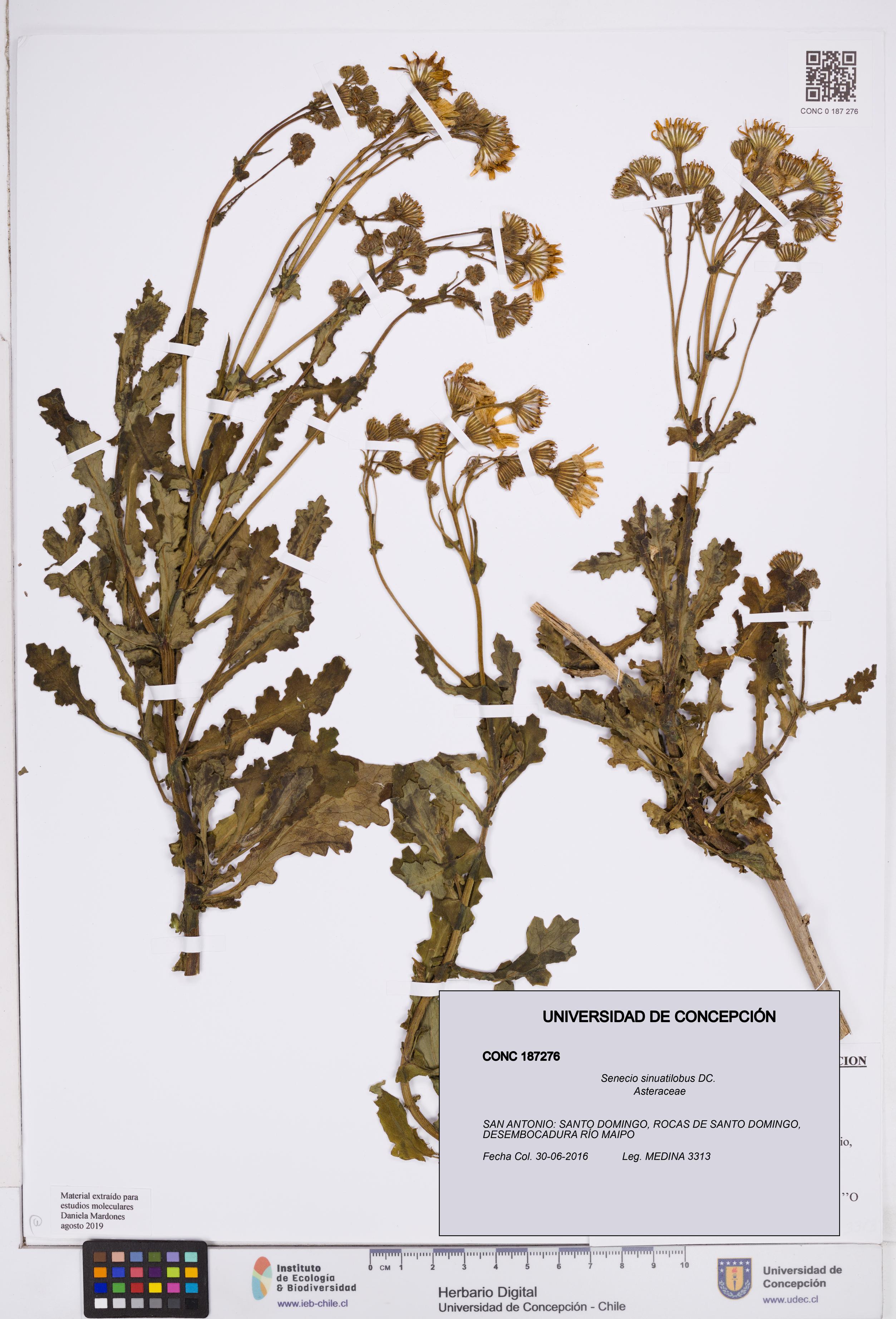 Senecio sinuatilobus [Espécimen: ]
