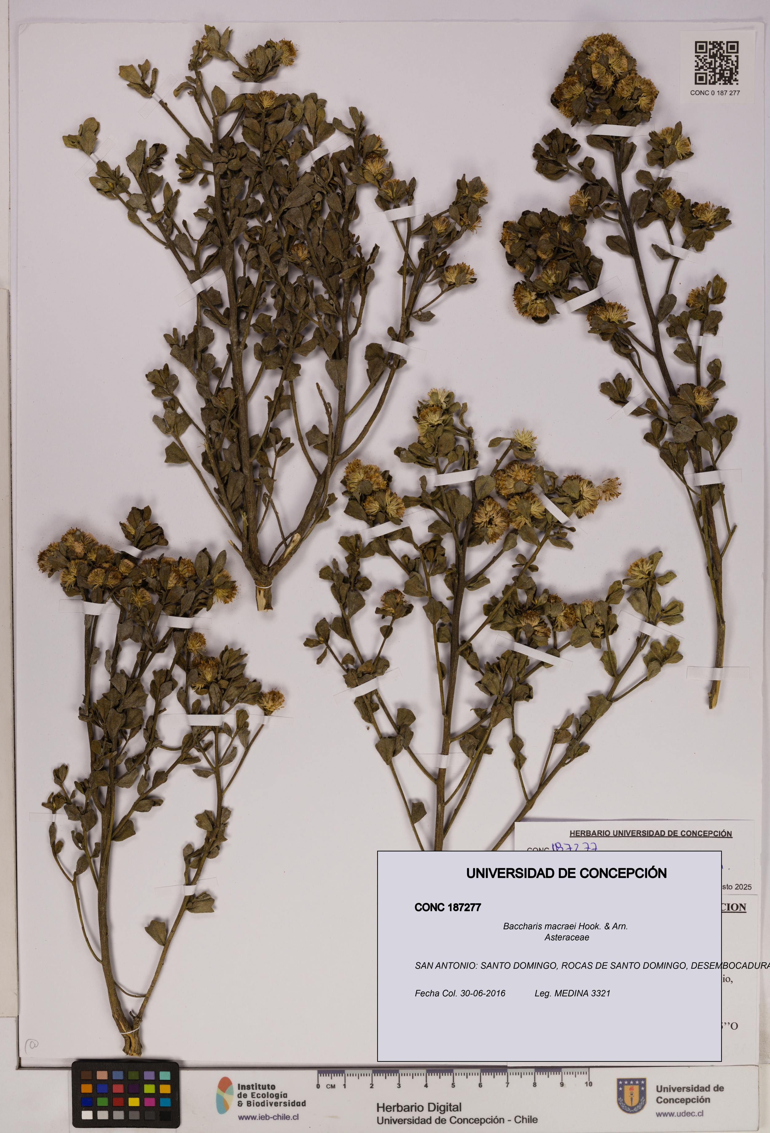 Baccharis macraei [Espécimen: UDEC:CONC:0187277]