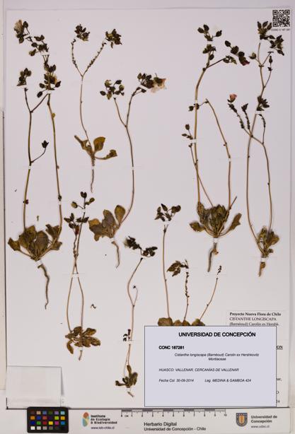 Cistanthe longiscapa [Espécimen: UDEC:CONC:0187281]