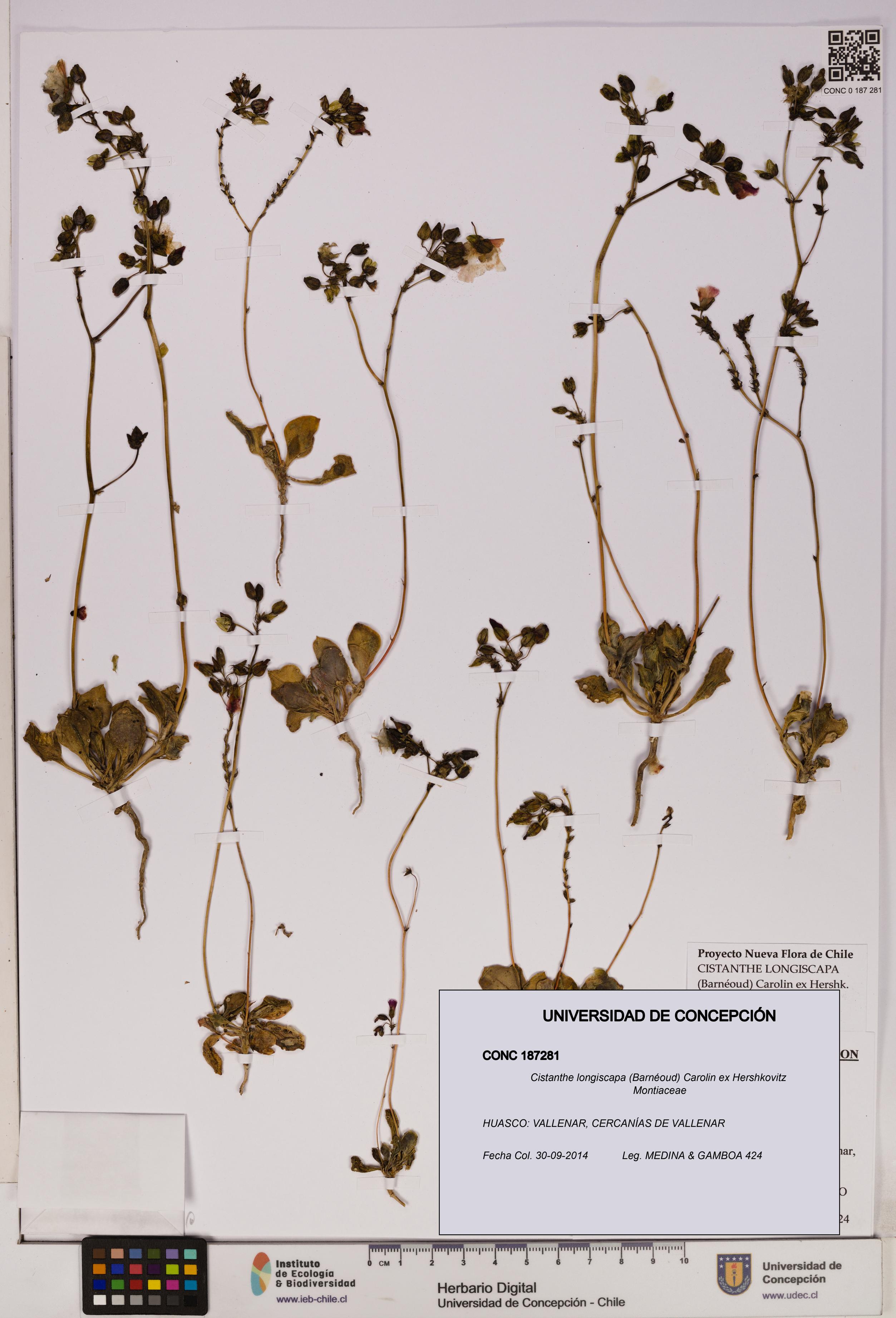 Cistanthe longiscapa [Espécimen: UDEC:CONC:0187281]