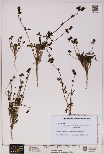 Cistanthe thyrsoidea [Espécimen: UDEC:CONC:0187282]