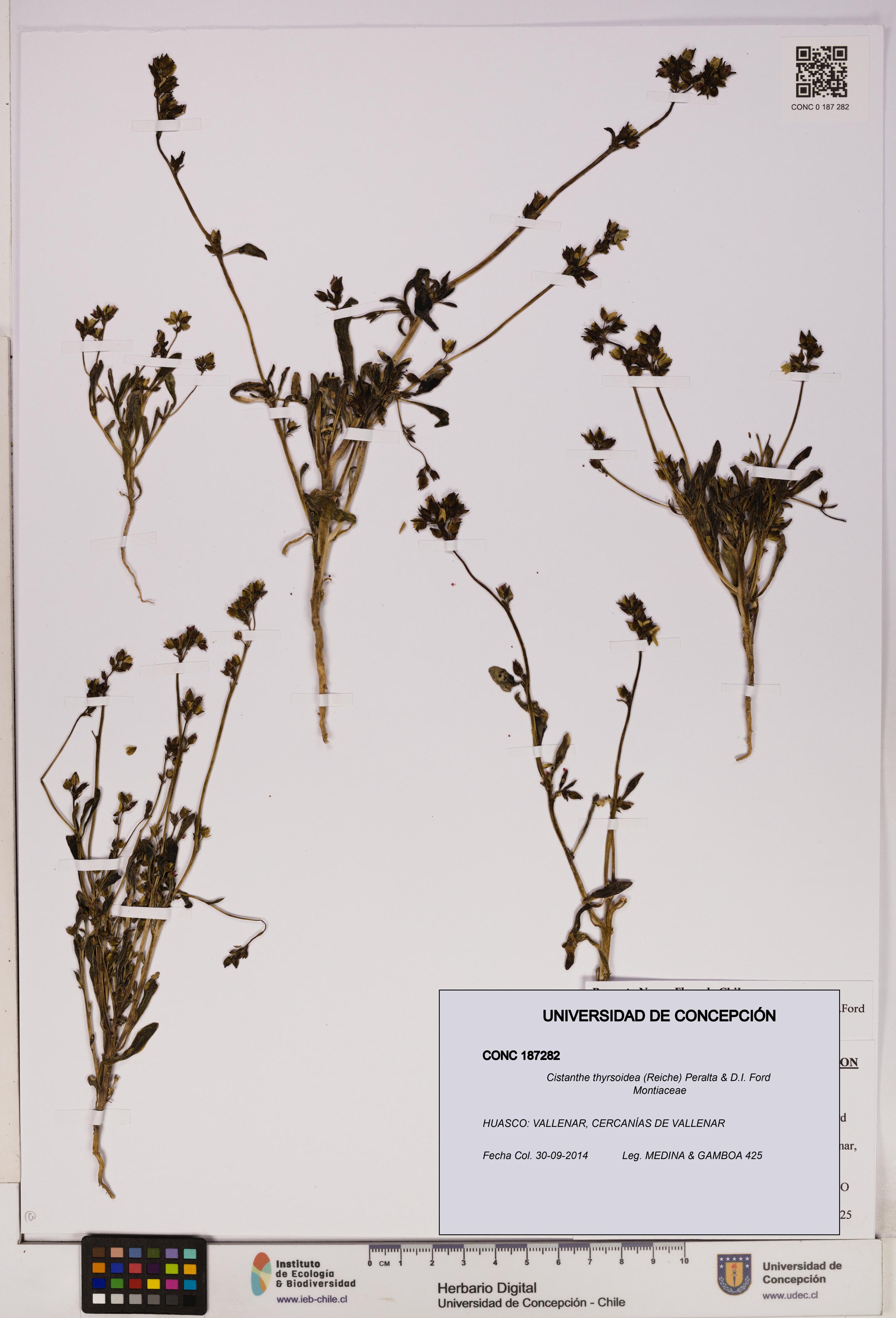 Cistanthe thyrsoidea [Espécimen: UDEC:CONC:0187282]