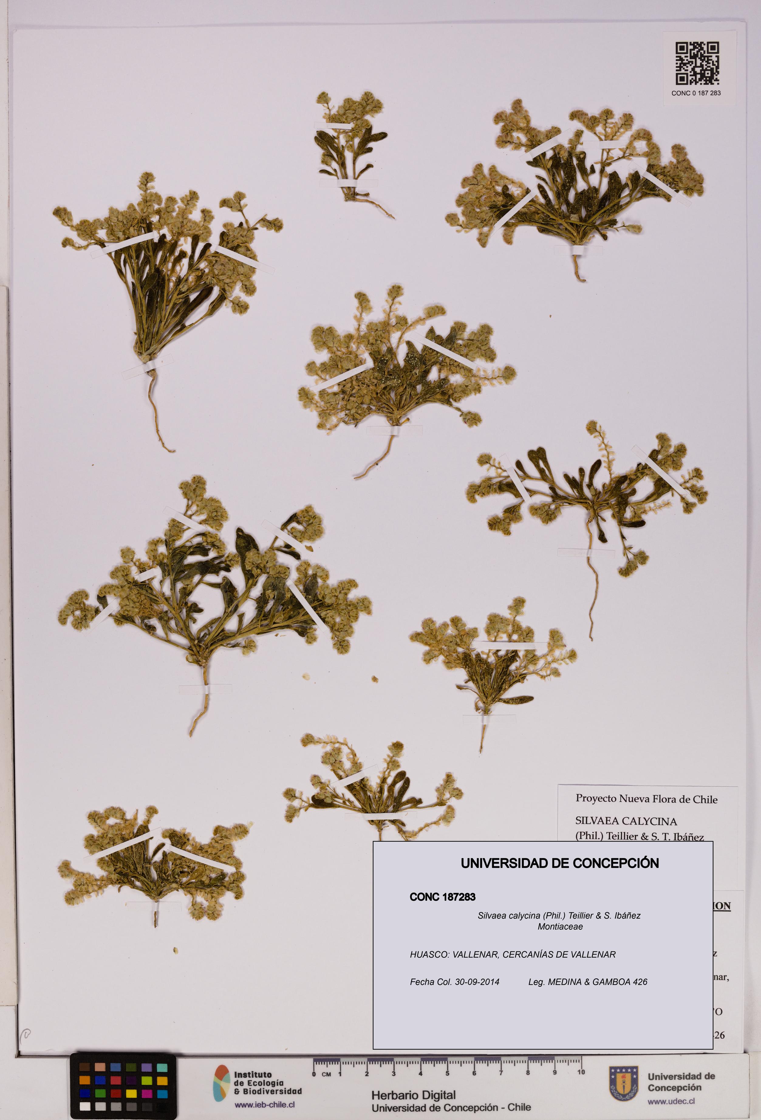 Silvaea calycina [Espécimen: UDEC:CONC:0187283]