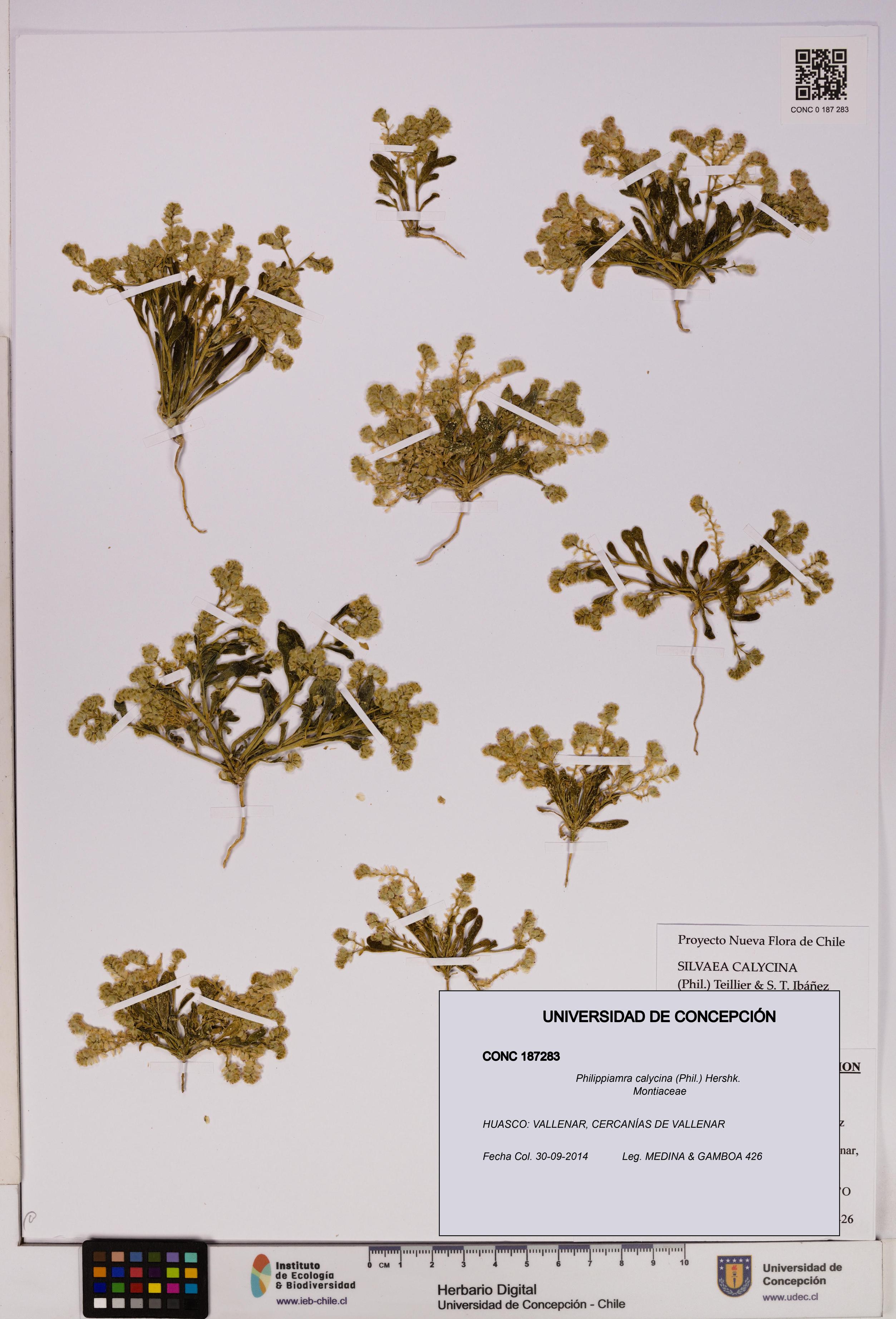 Philippiamra calycina [Espécimen: ]