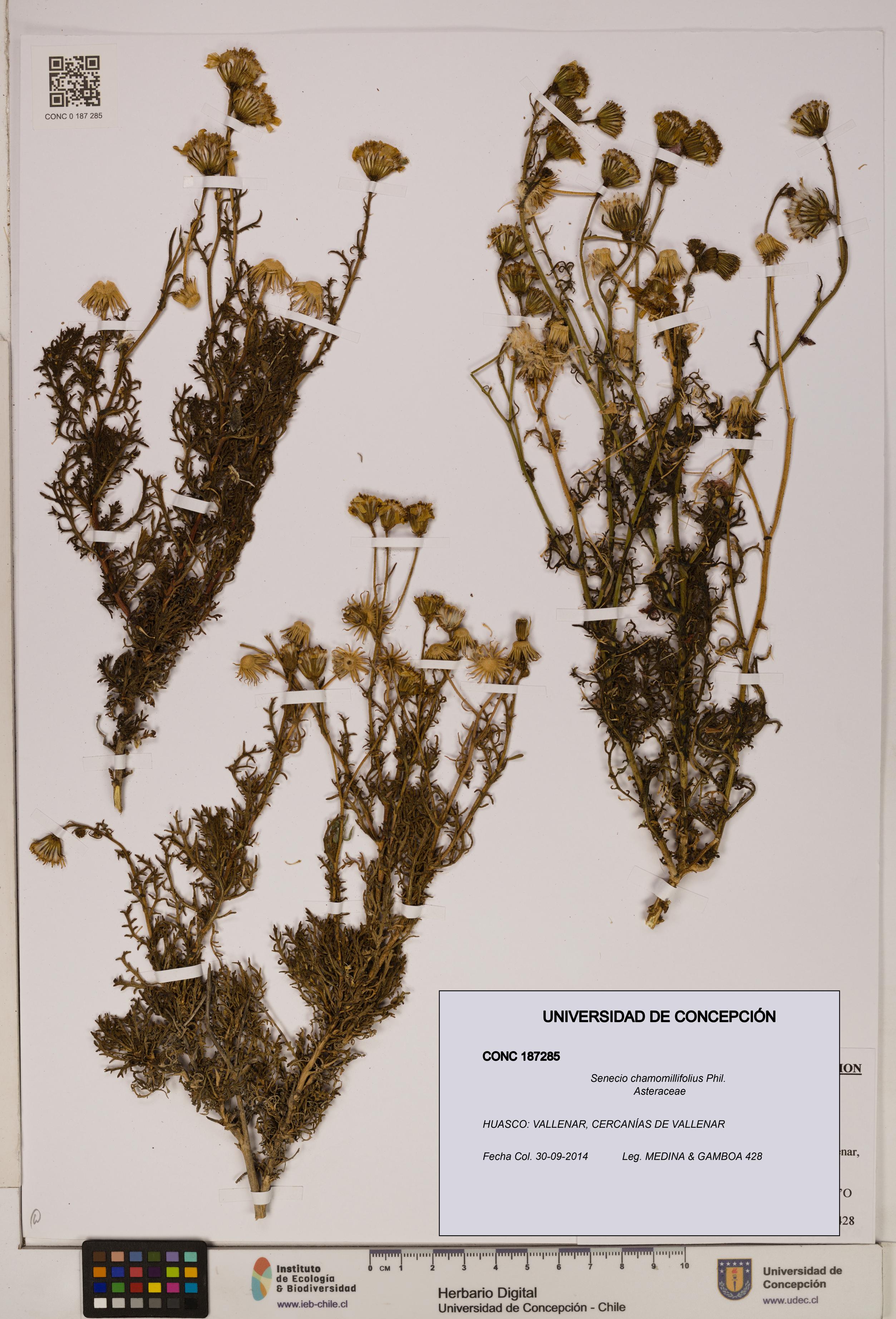 Senecio chamomillifolius [Espécimen: UDEC:CONC:0187285]