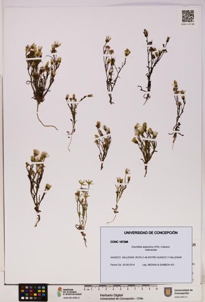 Erechtites leptanthus [Espécimen: ]