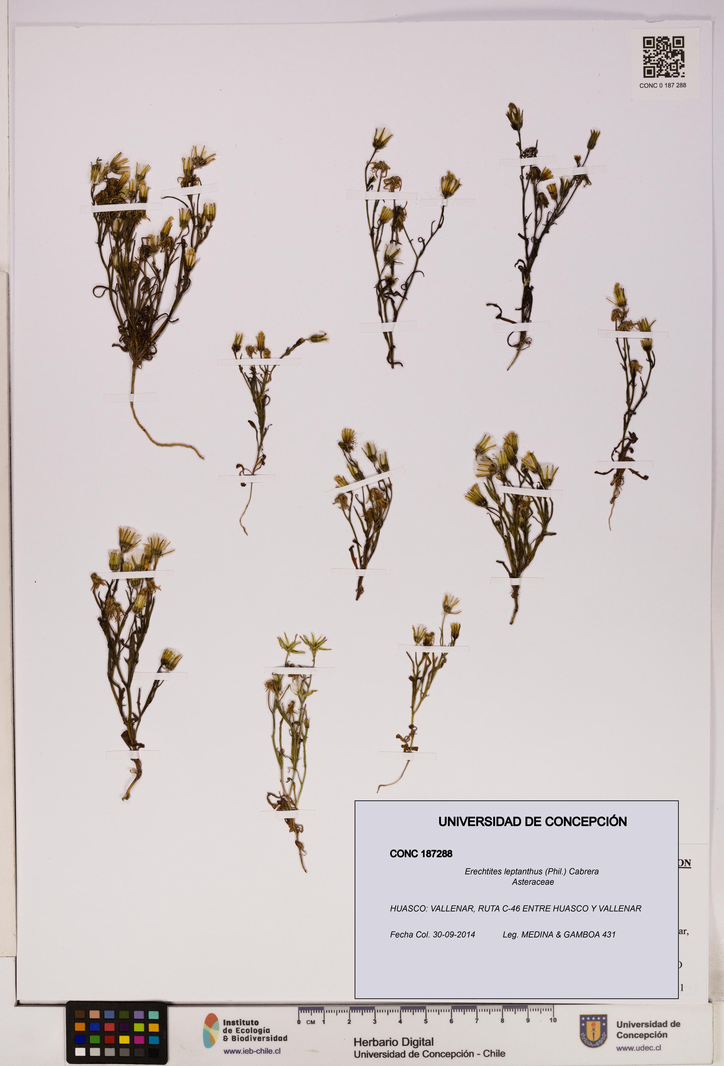 Erechtites leptanthus [Espécimen: ]