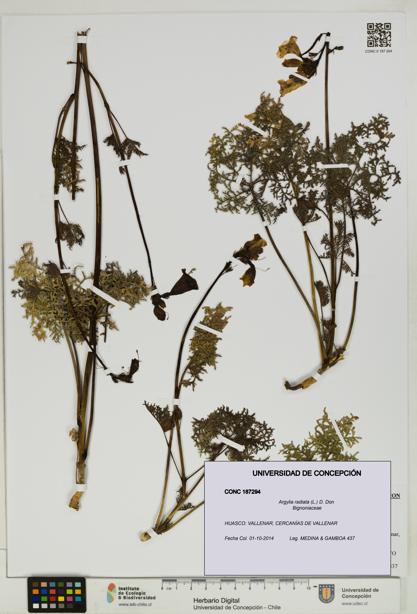Argylia radiata [Espécimen: UDEC:CONC:0187294]