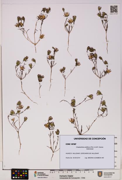 Chaetanthera albiflora [Espécimen: UDEC:CONC:0187297]