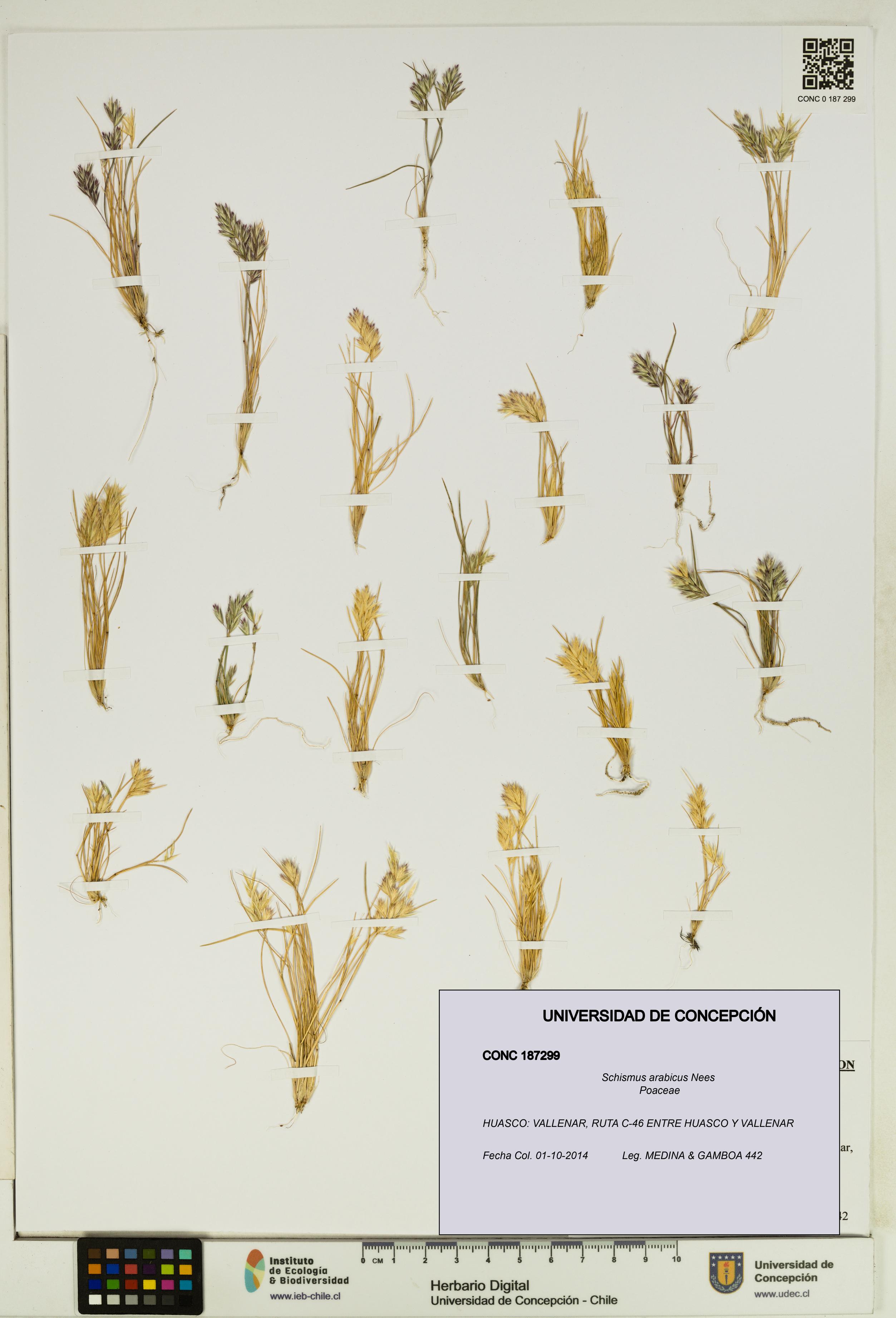 Schismus arabicus [Espécimen: UDEC:CONC:0187299]