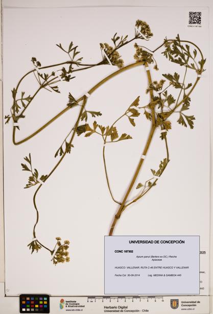 Apium panul [Espécimen: ]