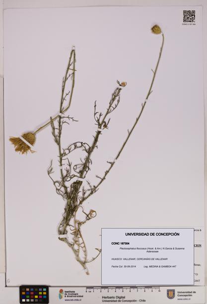 Plectocephalus floccosus [Espécimen: UDEC:CONC:0187304]