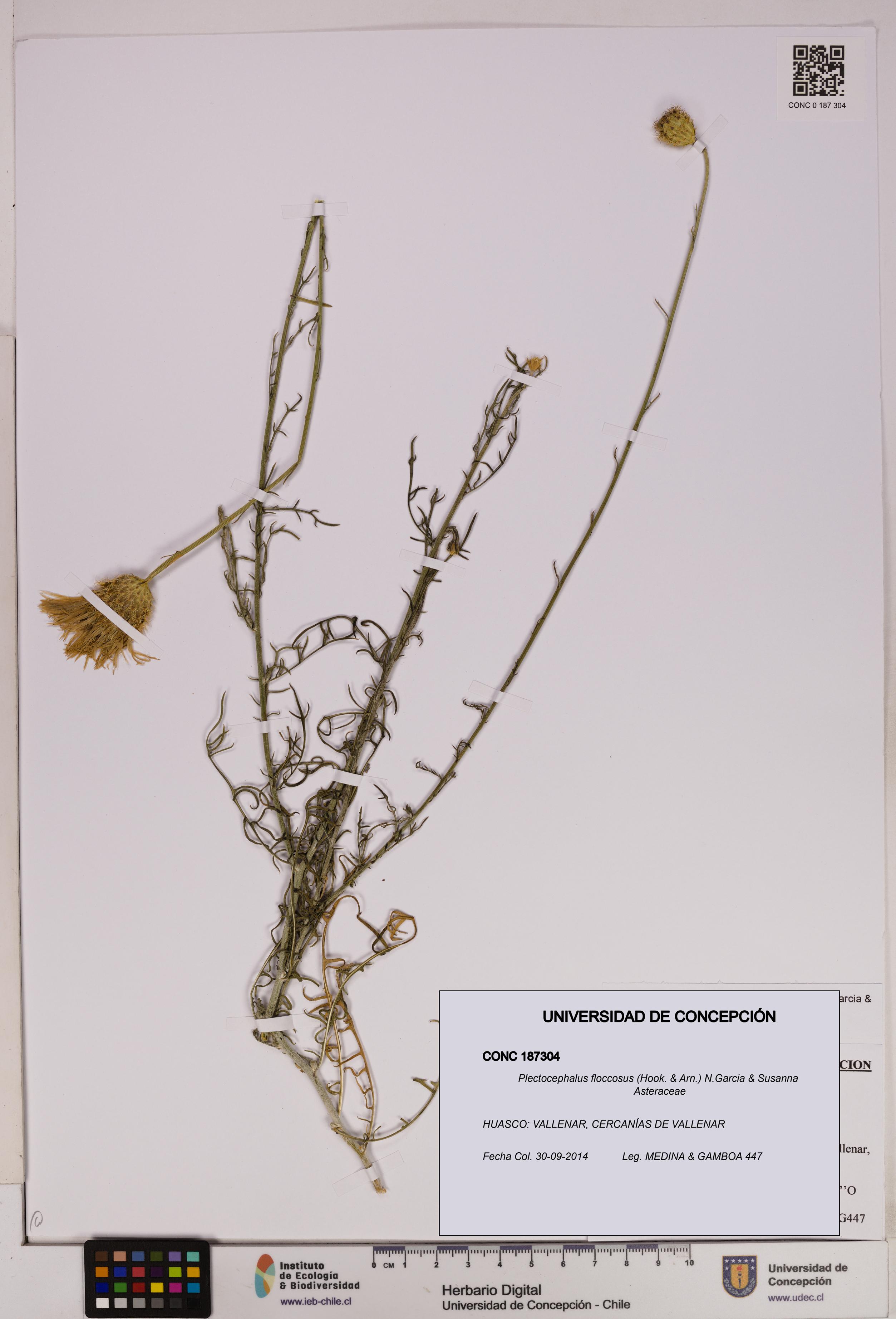 Plectocephalus floccosus [Espécimen: UDEC:CONC:0187304]