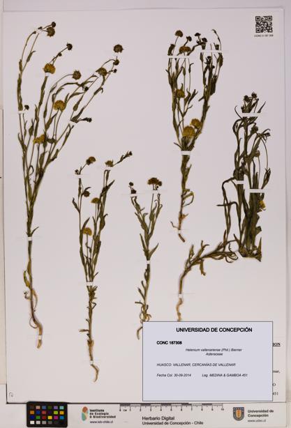 Helenium vallenariense [Espécimen: UDEC:CONC:0187308]