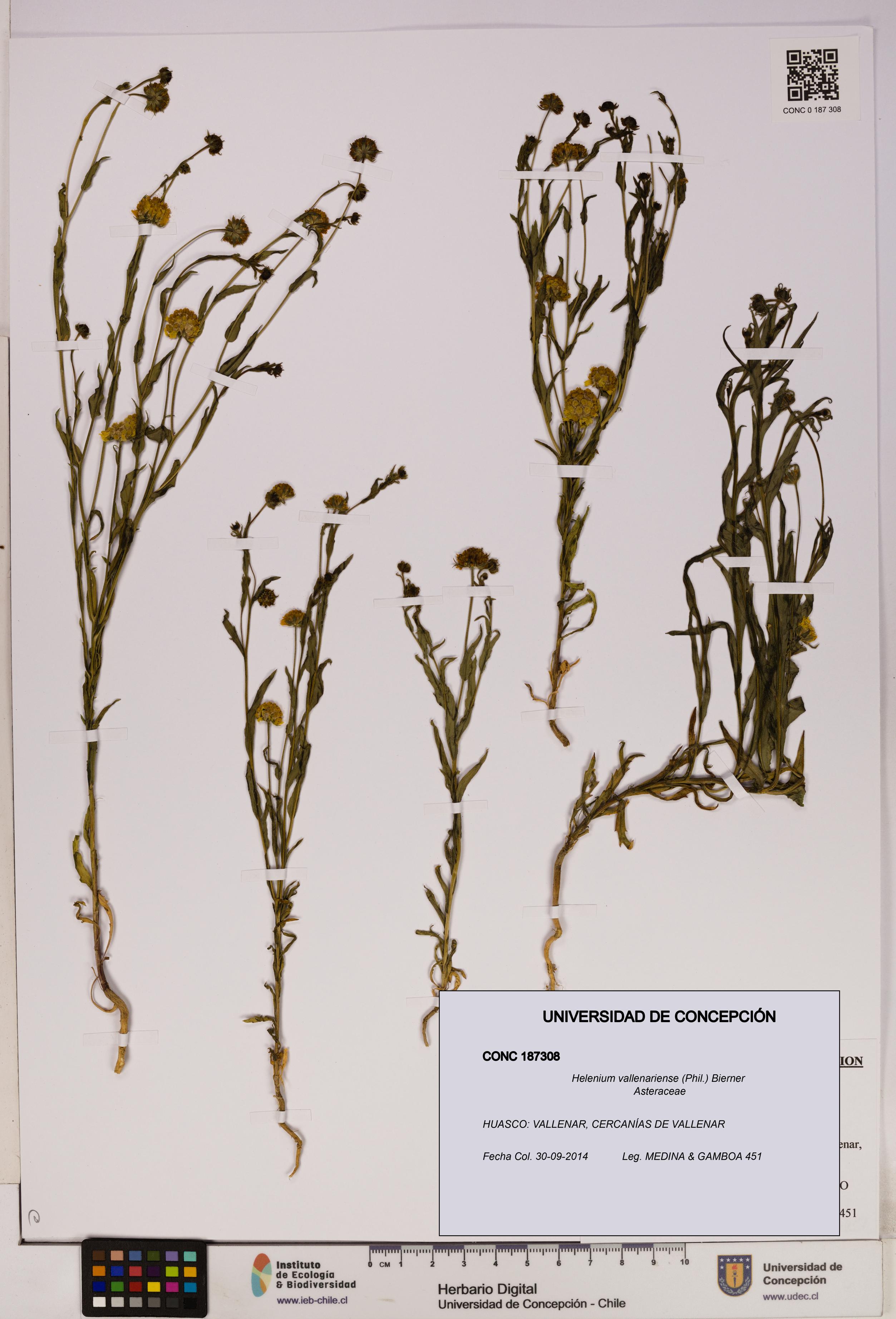 Helenium vallenariense [Espécimen: UDEC:CONC:0187308]