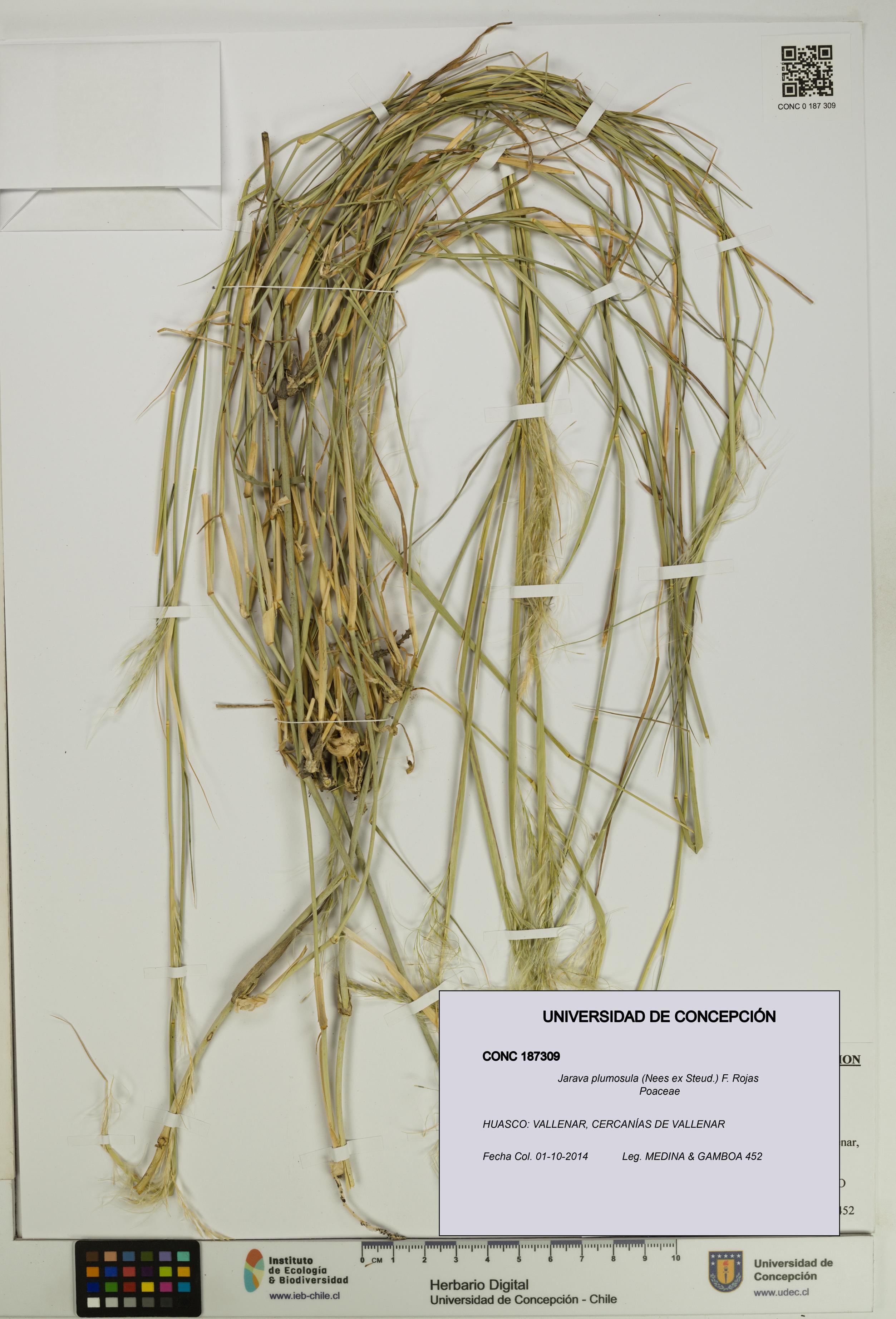 Jarava plumosula [Espécimen: UDEC:CONC:0187309]