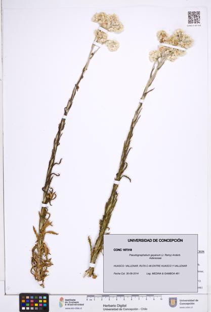 Pseudognaphalium gayanum [Espécimen: ]