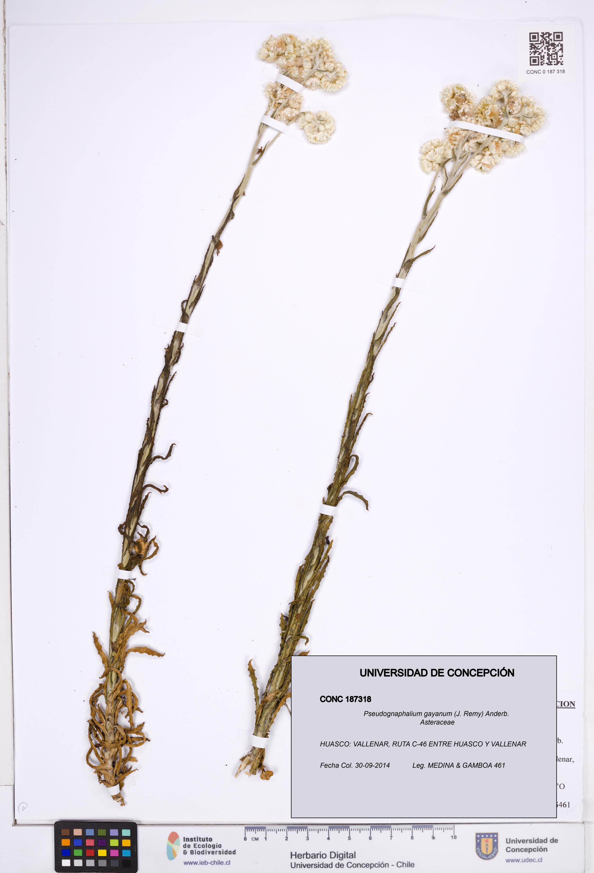 Pseudognaphalium gayanum [Espécimen: ]