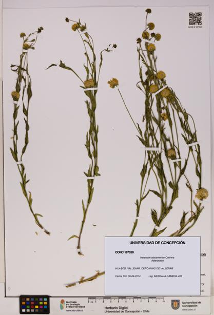 Helenium atacamense [Espécimen: UDEC:CONC:0187320]