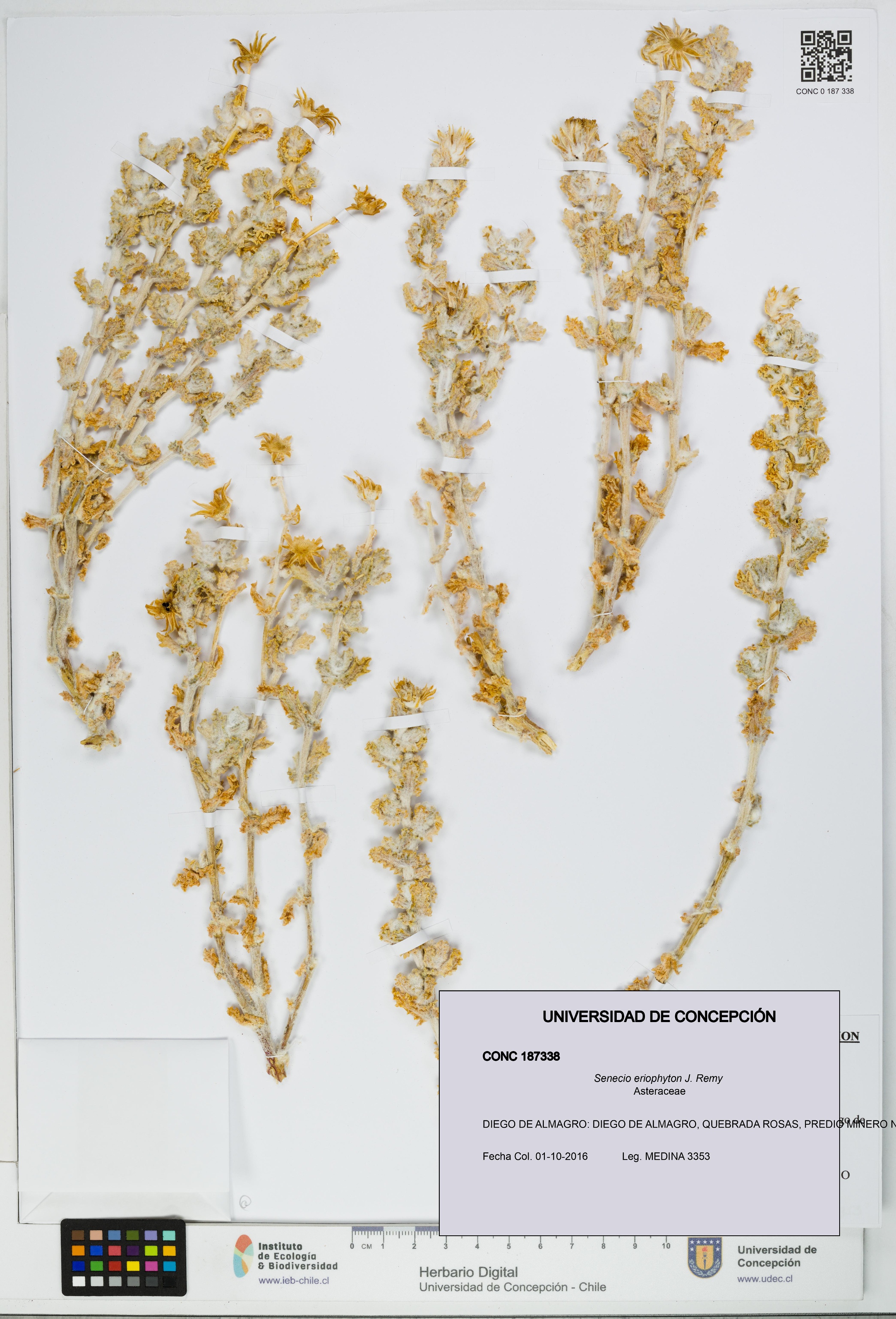 Senecio eriophyton [Espécimen: UDEC:CONC:0187338]