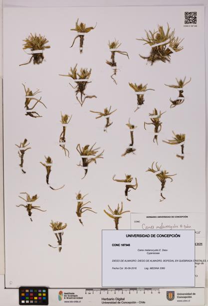 Carex melanocystis [Espécimen: UDEC:CONC:0187345]