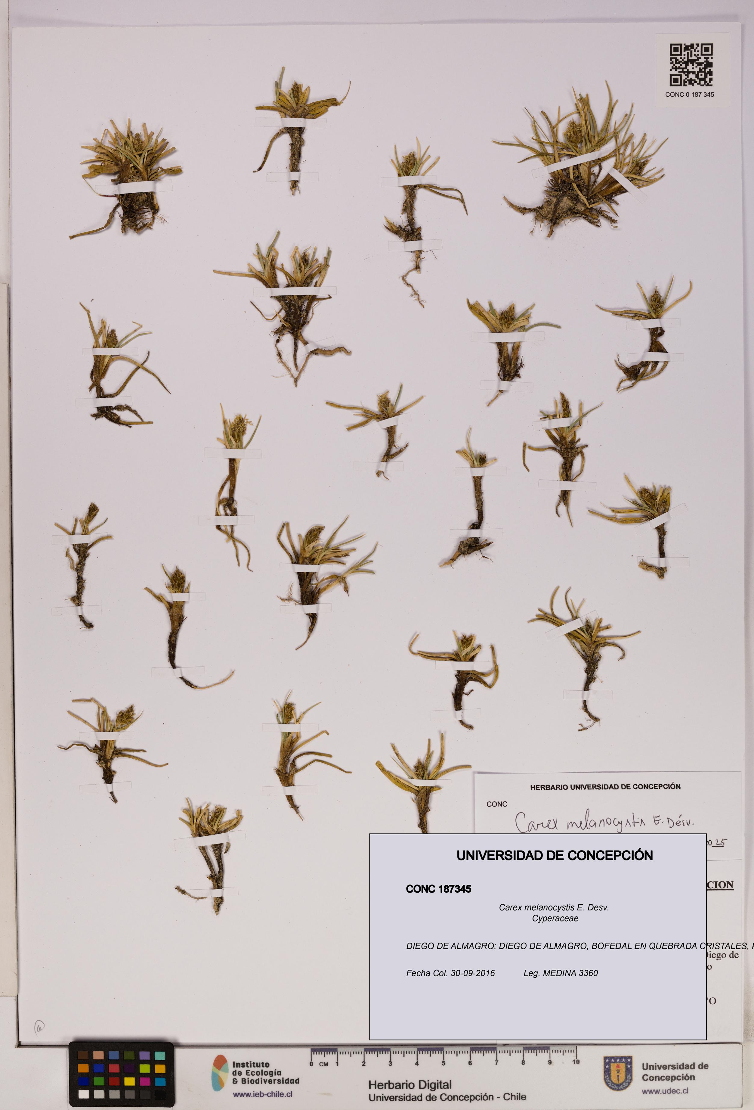 Carex melanocystis [Espécimen: UDEC:CONC:0187345]