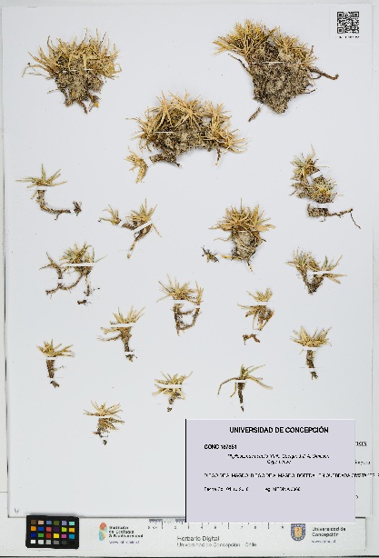 Phylloscirpus acaulis [Espécimen: UDEC:CONC:0187351]