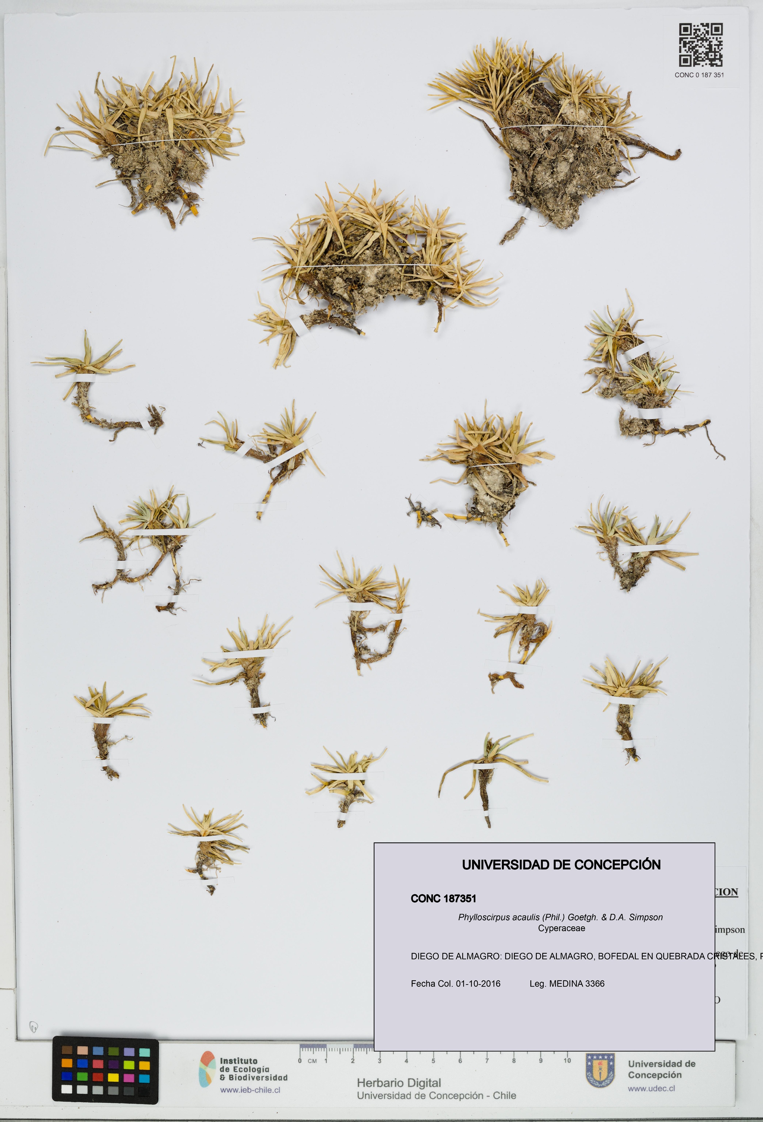 Phylloscirpus acaulis [Espécimen: UDEC:CONC:0187351]