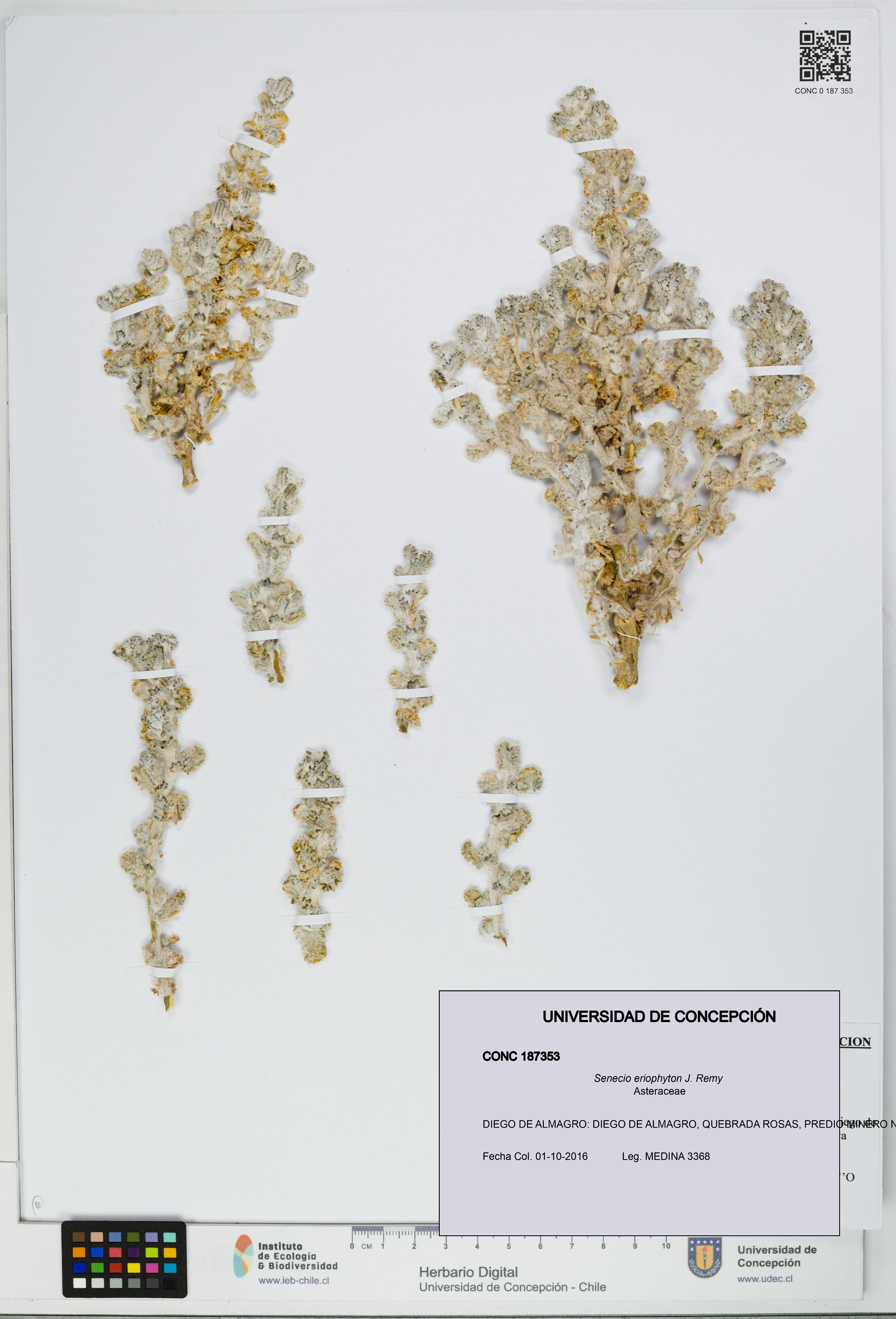 Senecio eriophyton [Espécimen: UDEC:CONC:0187353]