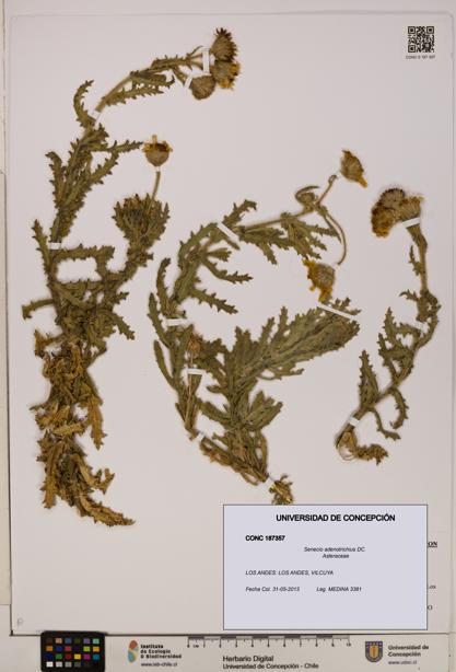 Senecio adenotrichius [Espécimen: UDEC:CONC:0187357]