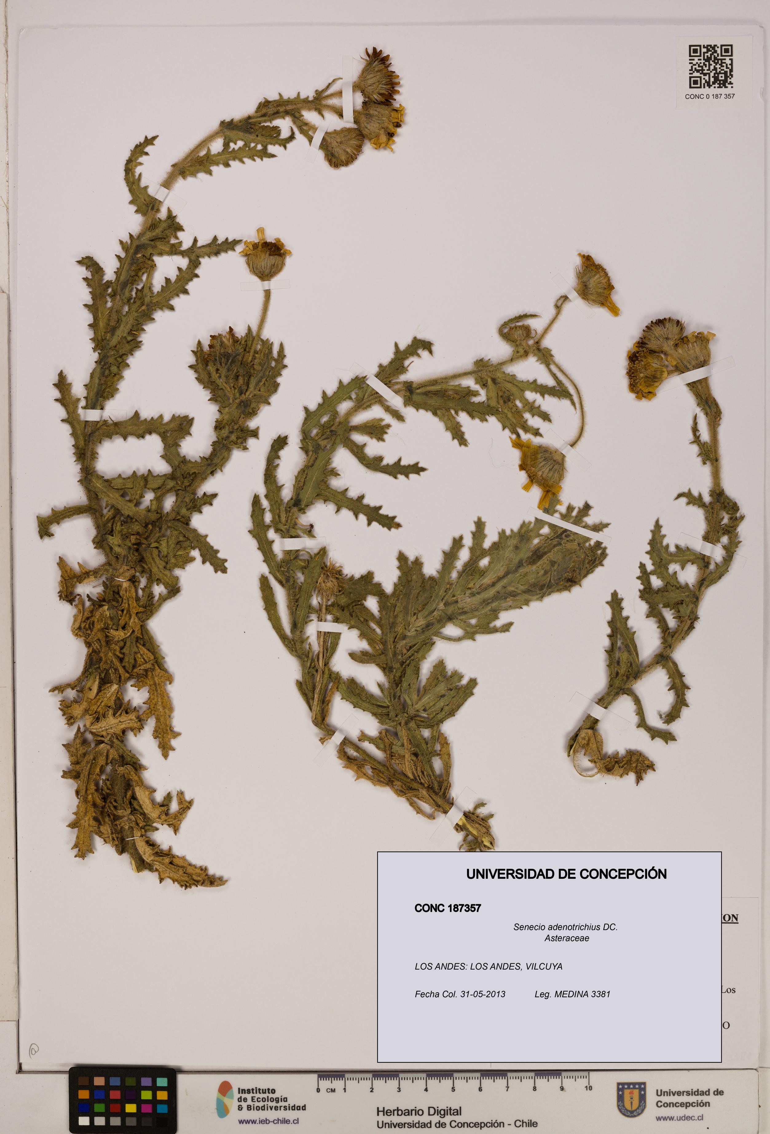 Senecio adenotrichius [Espécimen: UDEC:CONC:0187357]