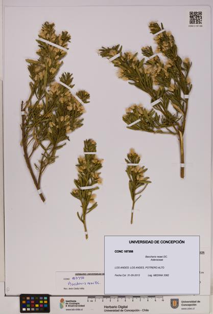 Baccharis neaei [Espécimen: UDEC:CONC:0187358]