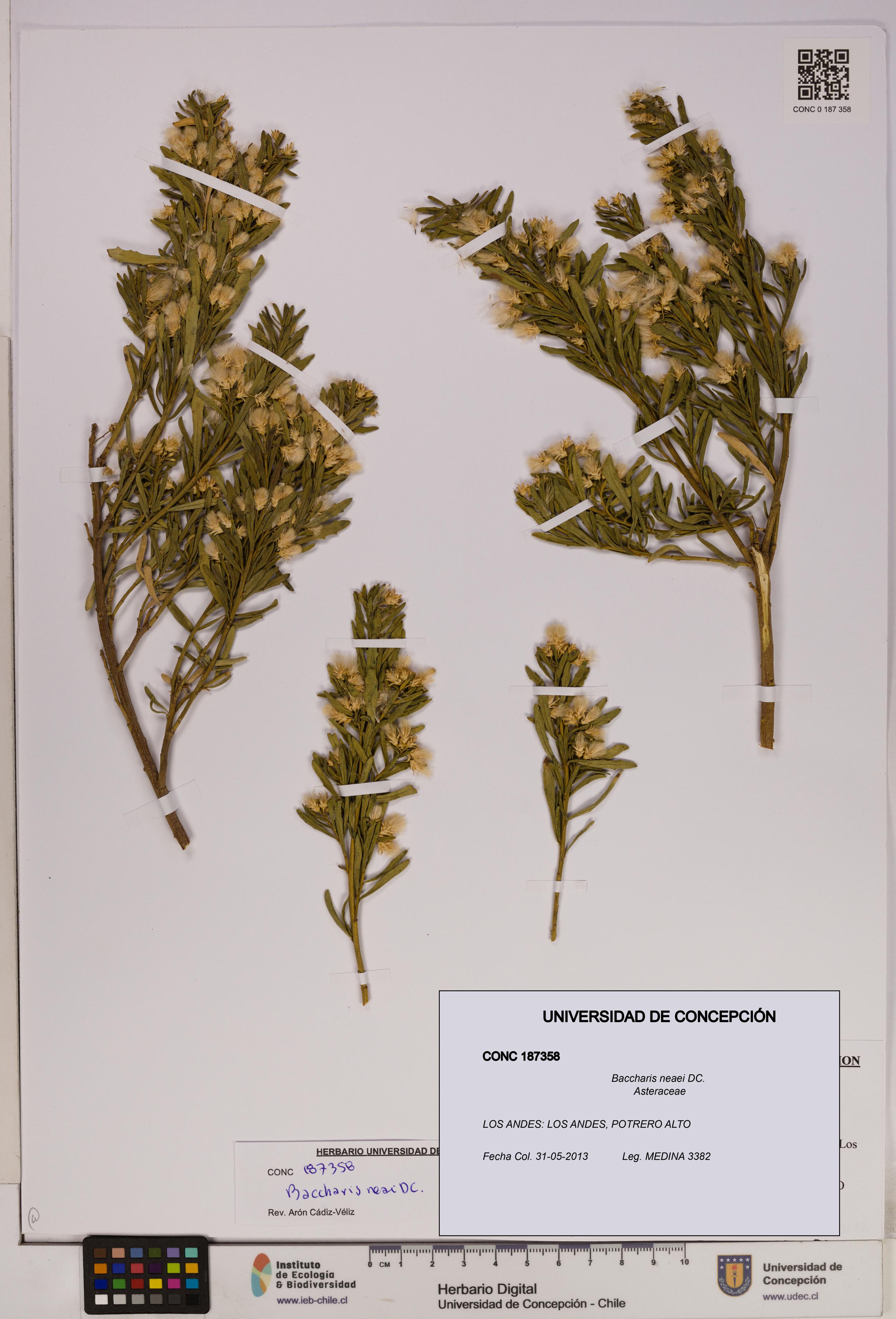Baccharis neaei [Espécimen: UDEC:CONC:0187358]
