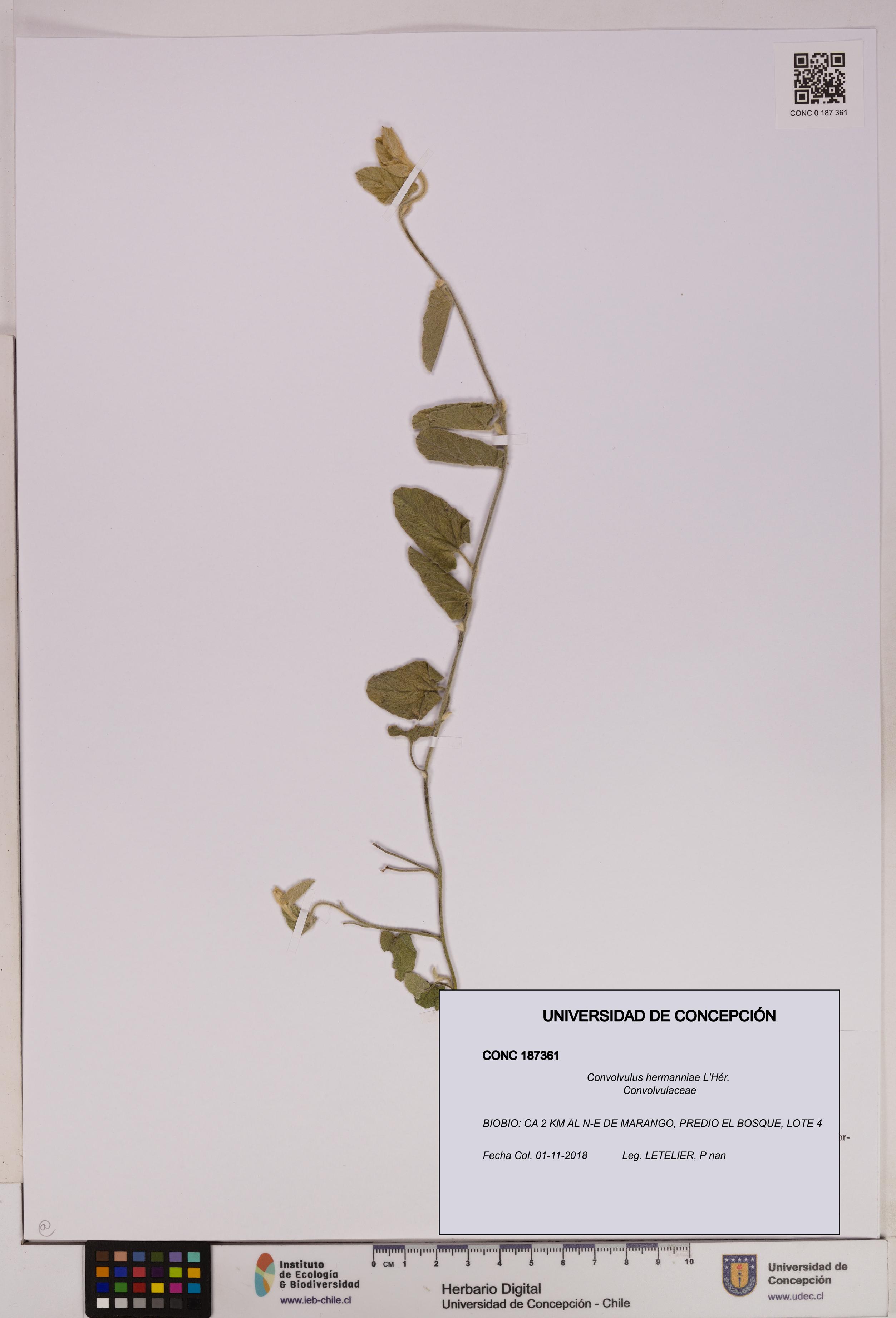 Convolvulus hermanniae [Espécimen: UDEC:CONC:0187361]