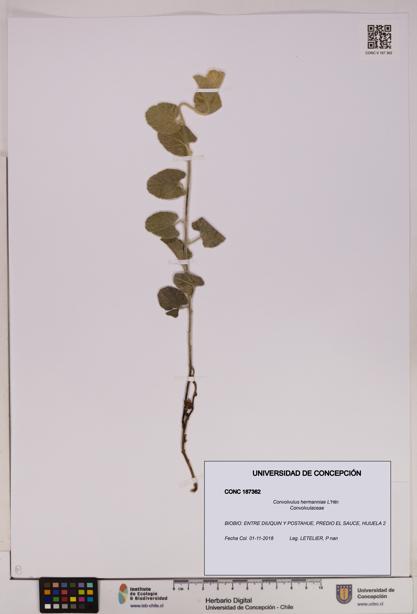 Convolvulus hermanniae [Espécimen: UDEC:CONC:0187362]