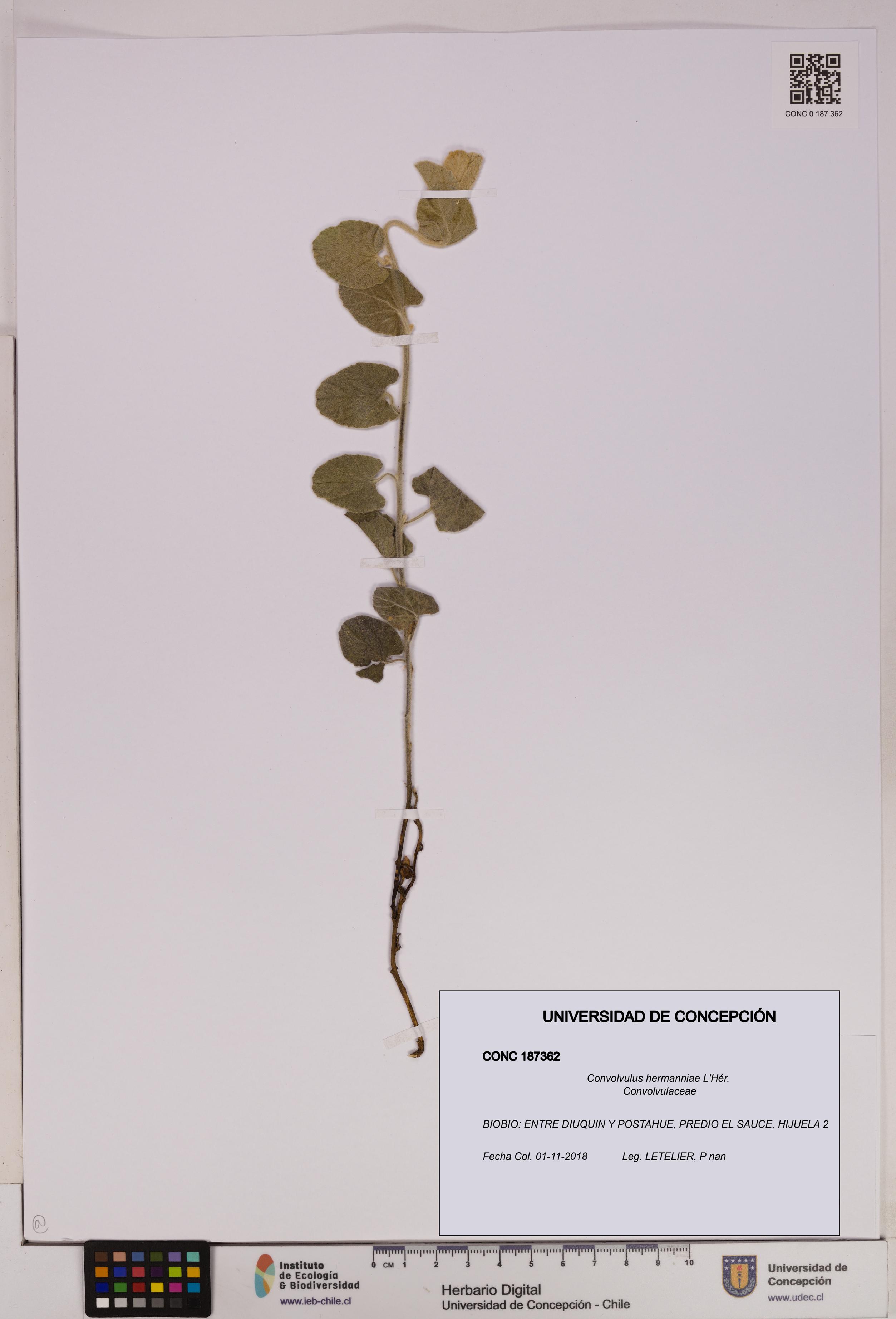Convolvulus hermanniae [Espécimen: UDEC:CONC:0187362]